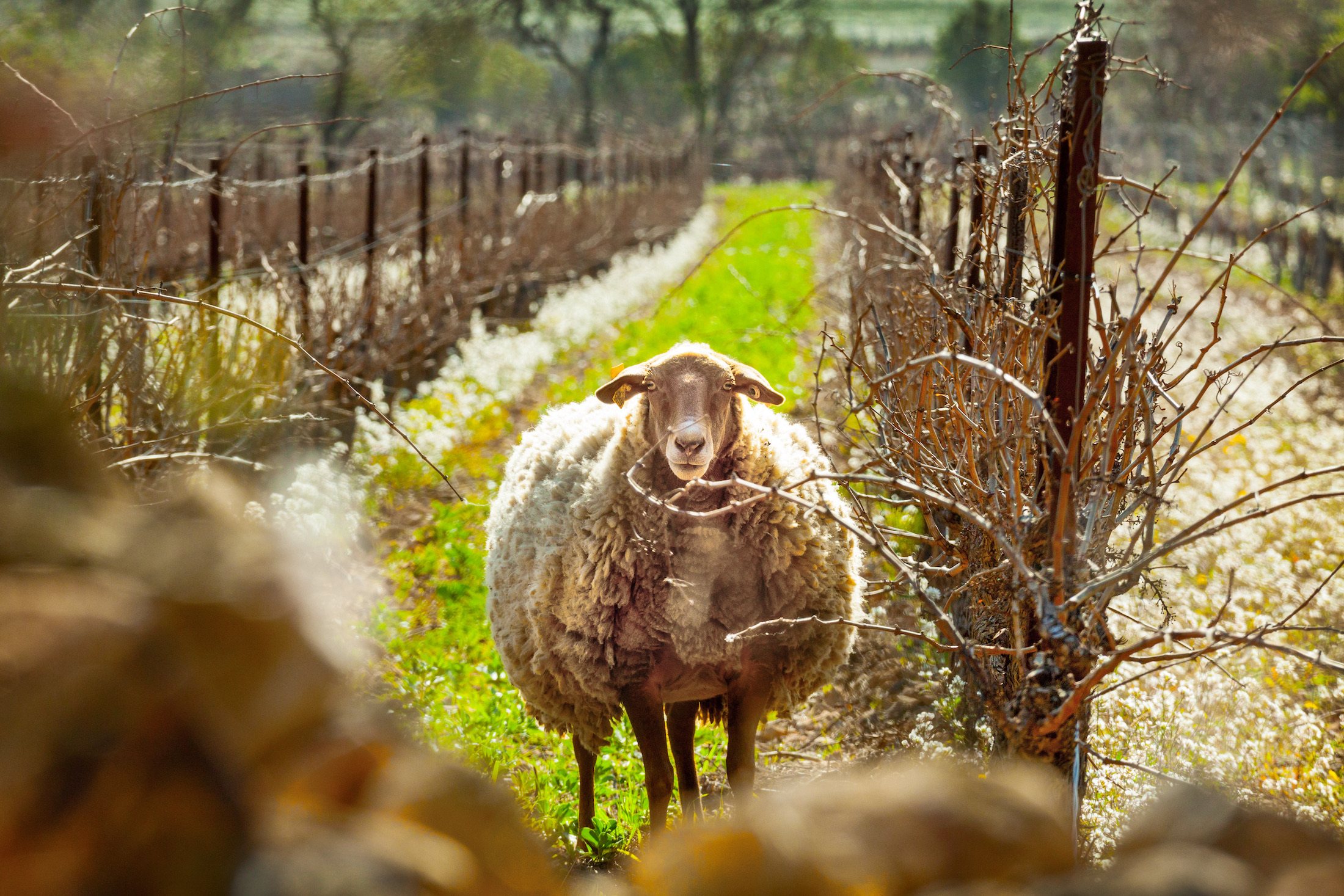 Schaap in de wijngaard – duurzame wijnbouw Schaap tussen de wijnstokken in een wijngaard, symbool voor natuurlijke begrazing en duurzame wijnbouw