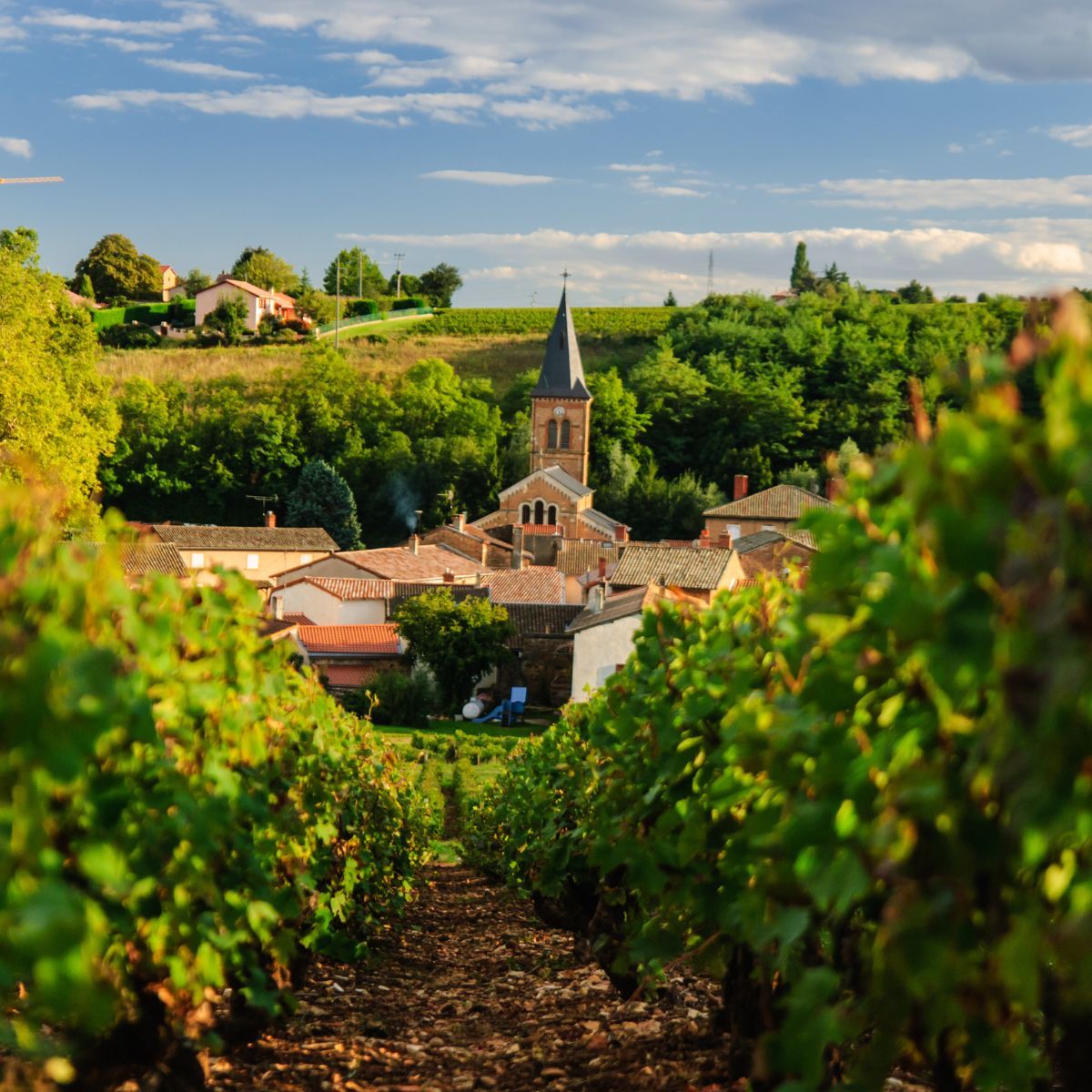 De Bourgogne Oogst van 2023: Zon en Druiven in Overvloed!