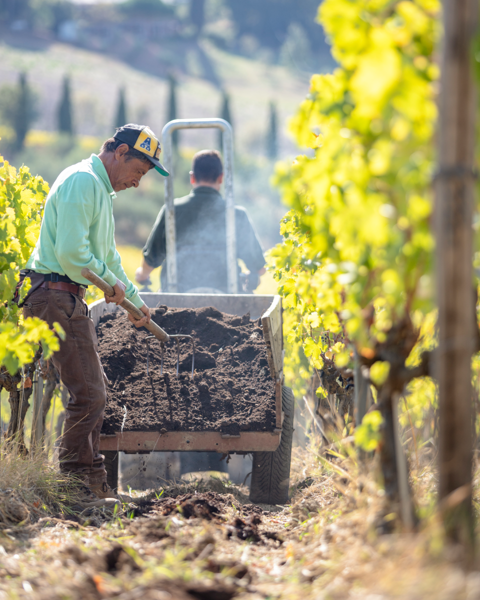 Medewerker strooit compost uit in de wijngaard van Caiarossa, het iconische wijnhuis in Toscane