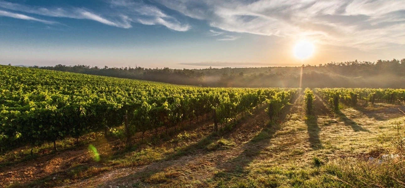 Spaanse wijngaard in de ochtendzon Spaanse wijngaard bij zonsopkomst, symbool voor het unieke terroir en de zonnige oorsprong van kwaliteitswijnen