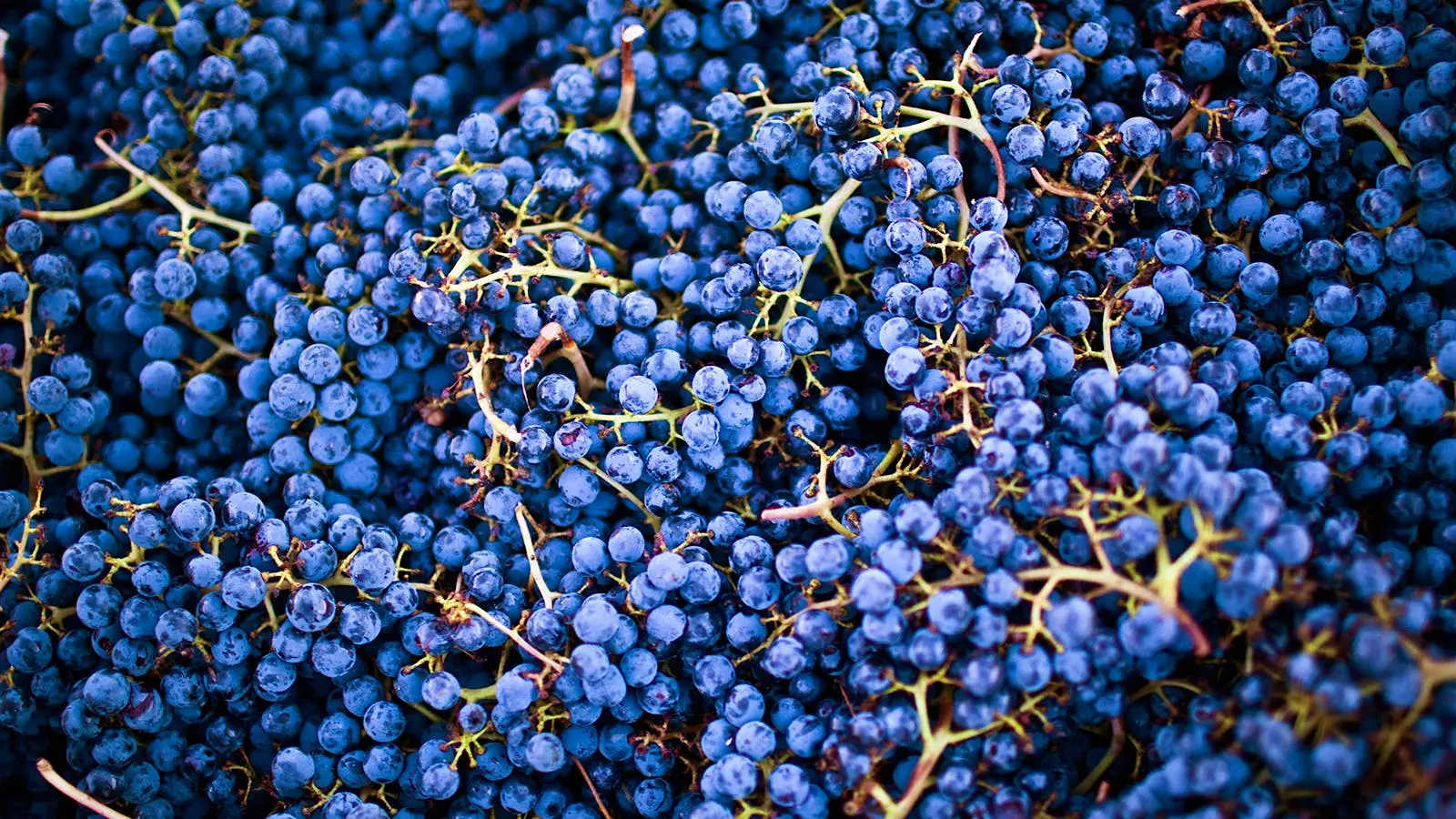 Rijpe blauwe druiven klaar voor wijnproductie Close-up van rijpe blauwe druiven tijdens de oogst, geschikt voor rode wijnproductie.